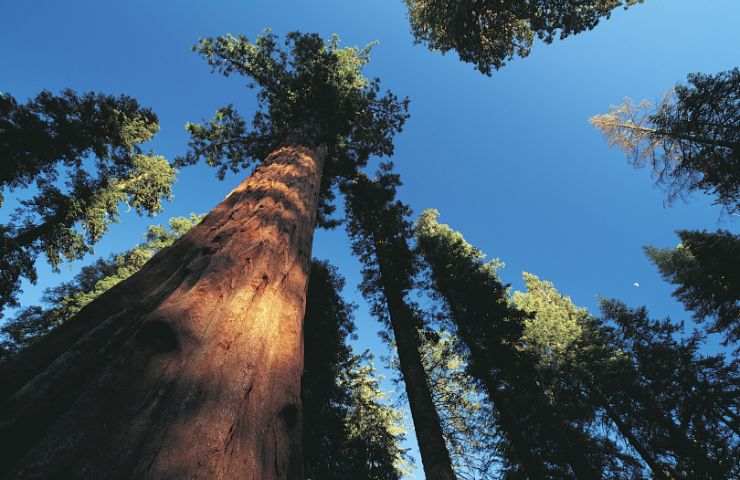 sequoia proprietà benefiche