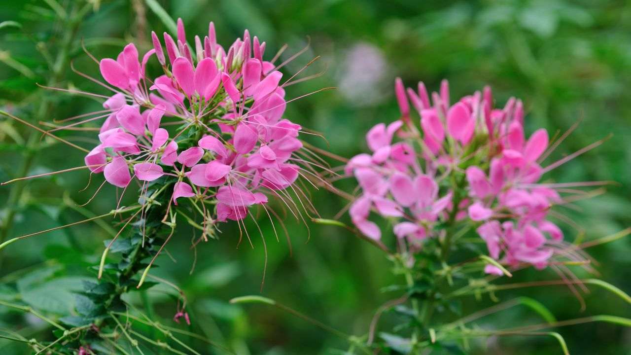 coltivare pianta cleome