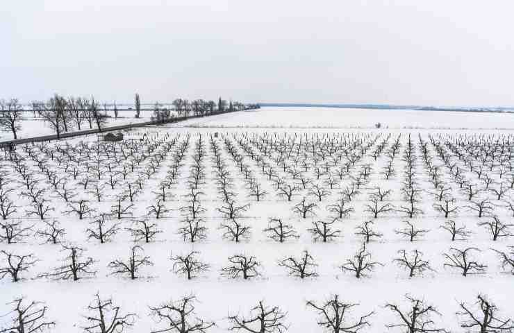 alberi che resistono al freddo