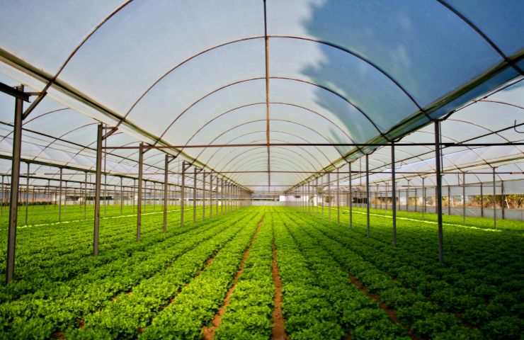 Agrigreen Fondi sostenibilità agricola