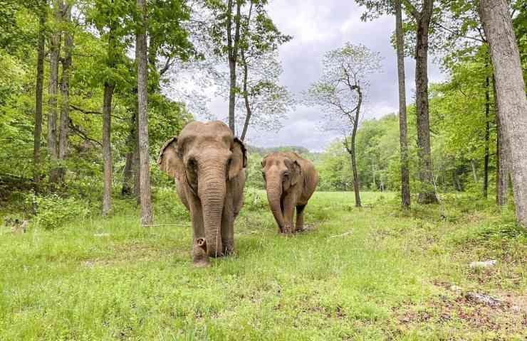 ritrovo elefanti dopo 25 anni