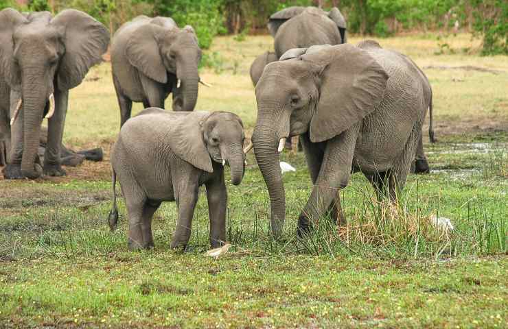 perché cambiamento climatico cambia abitudini elefanti
