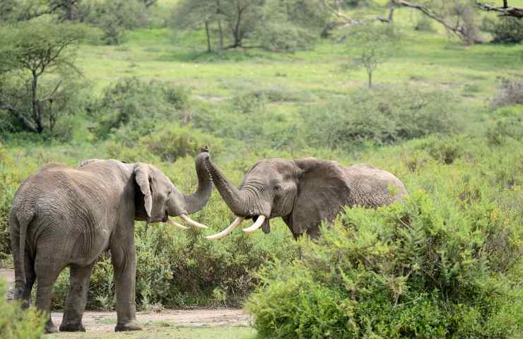 piogge incidono cambiamenti abitudini elefanti