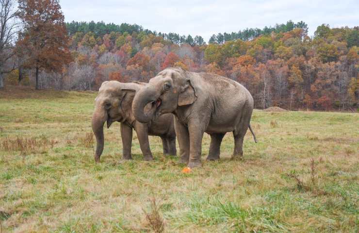 elefantesse incontro Tennessee