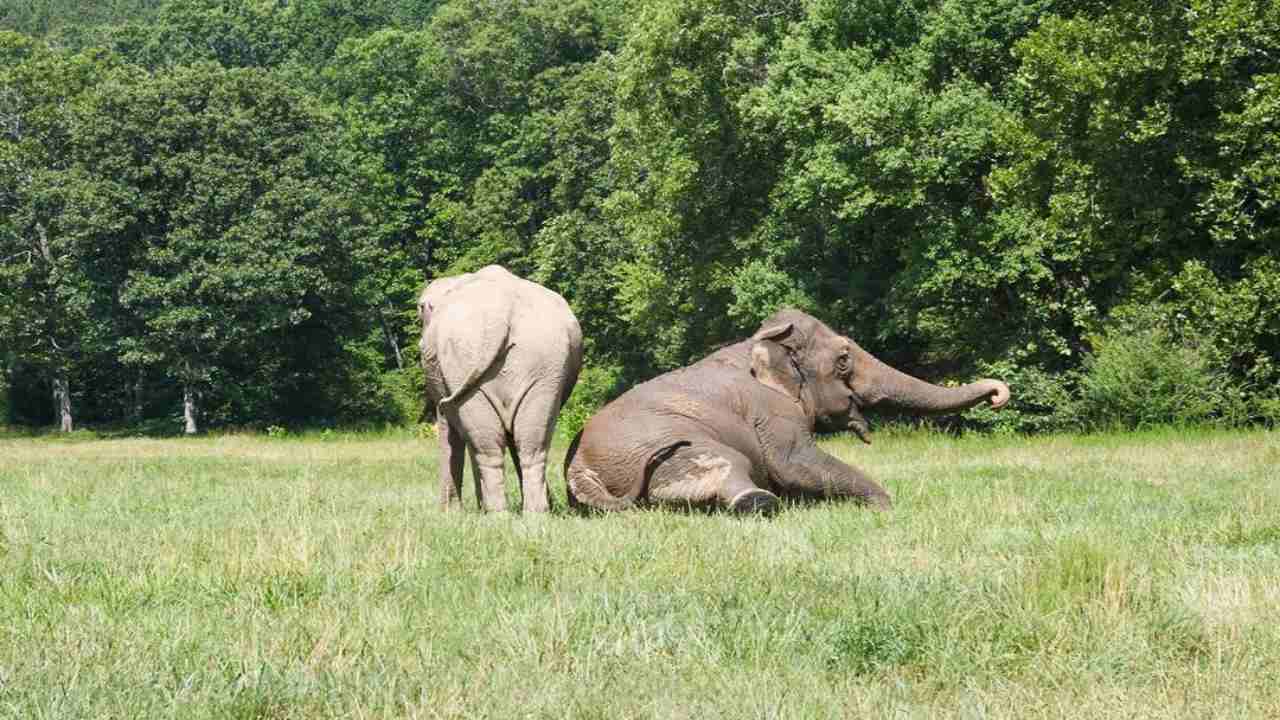 elefantesse riunite 25 anni