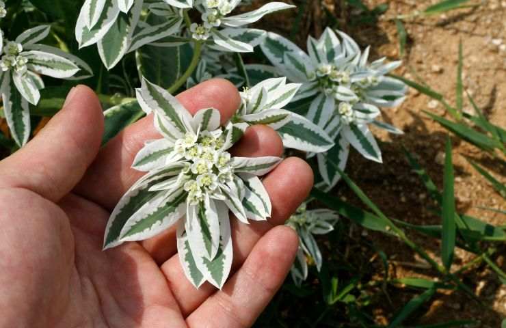 coltivazione Euphorbia marginata