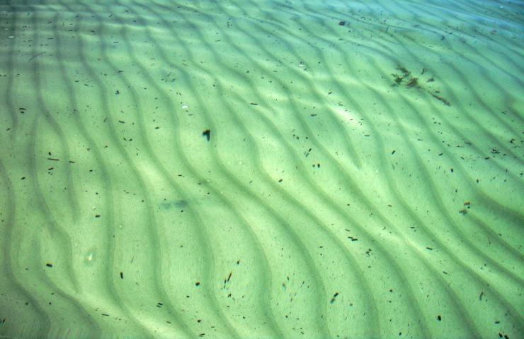 perché fattorie oceaniche sono green