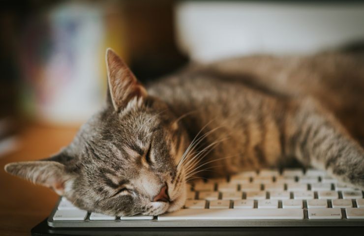 gatti dormono tastiera computer