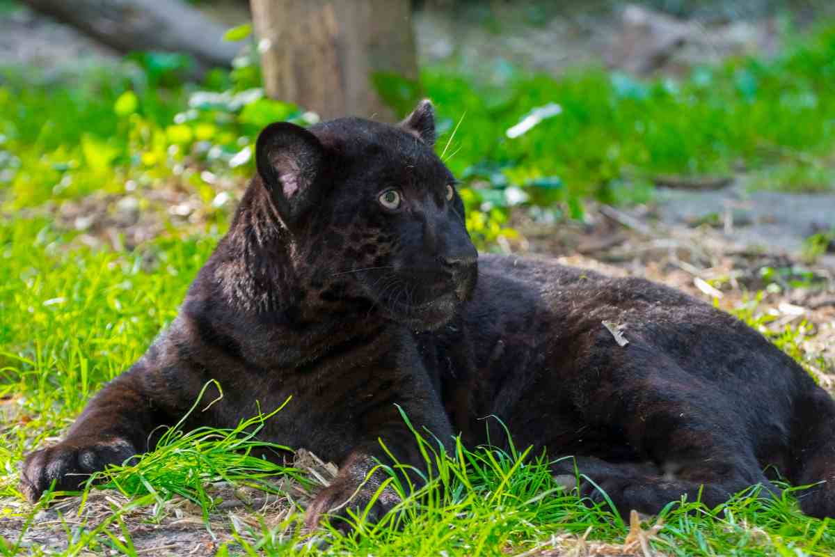 Giaguaro nero, uno degli animali più rari al mondo