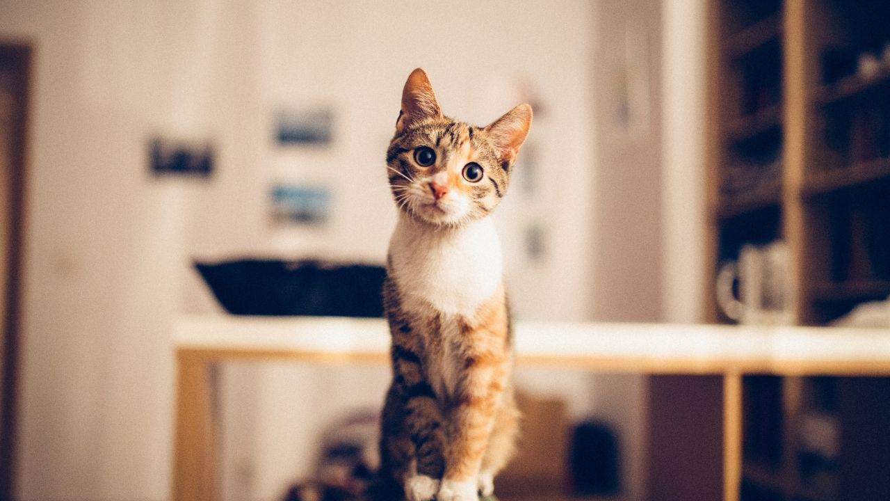 gatto ti fissa spiegazioni