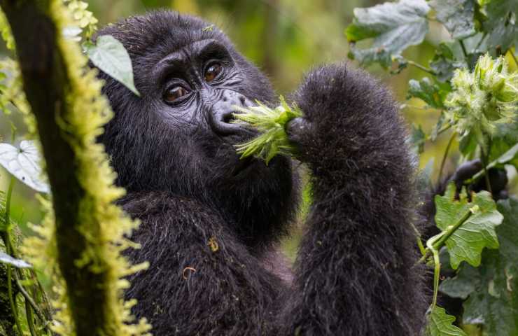 Gorilla zoo Fasano appello animalisti 