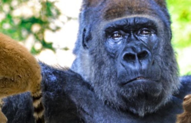 Gorilla triste Fasano zoo 