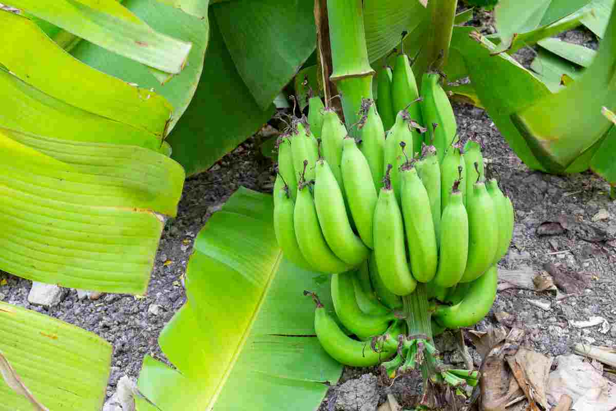Il segreto del casco di banane