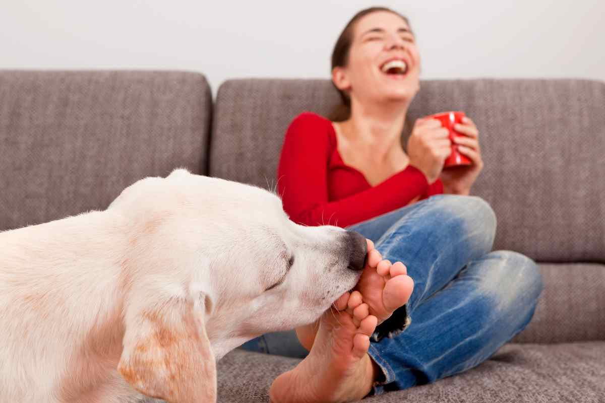 Il tuo cane ti lecca i piedi