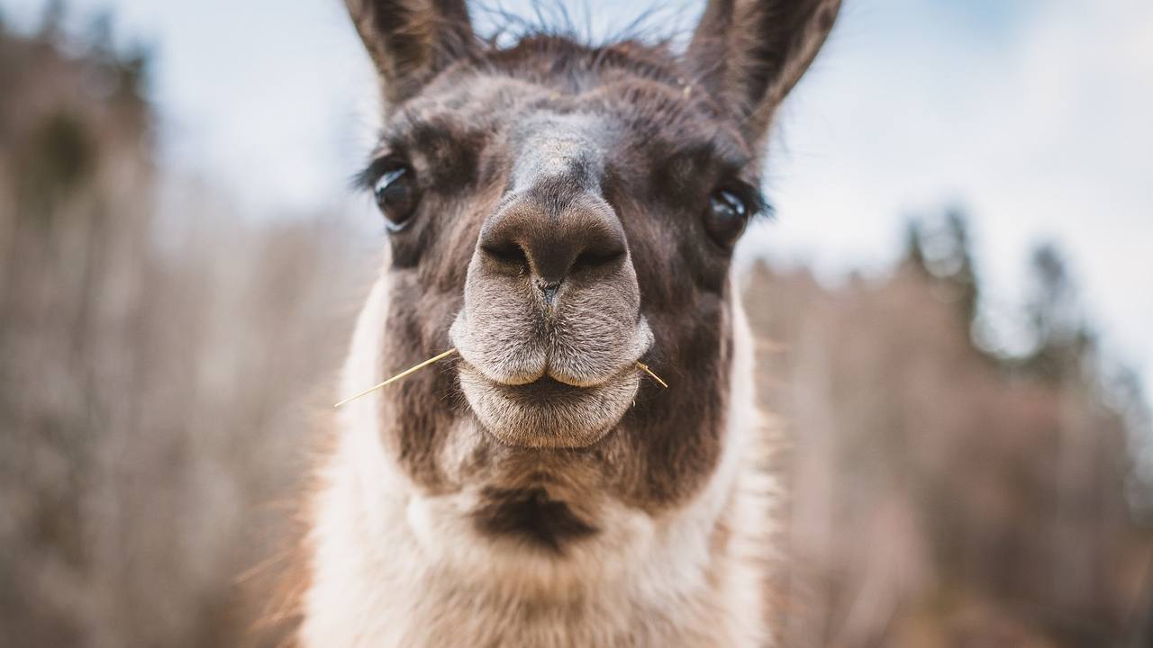 Lama cercano libertà