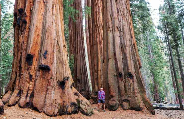 sequoia albero dimensioni
