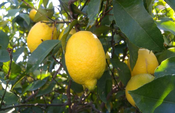 consigli cura coltivazione limone