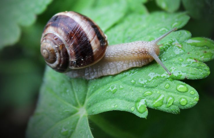 rimedio naturale contro lumache