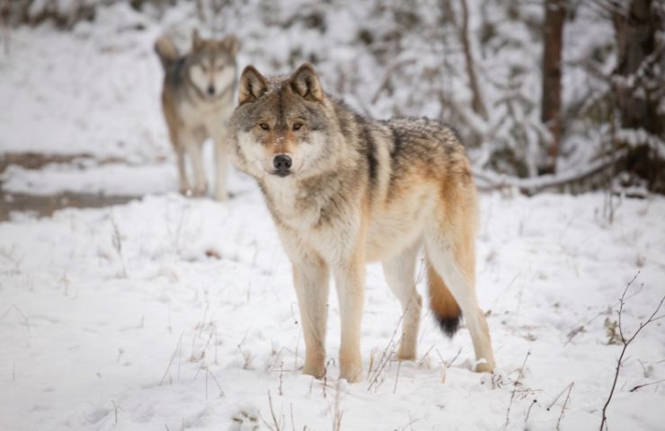 uccisione lupi scandinavi