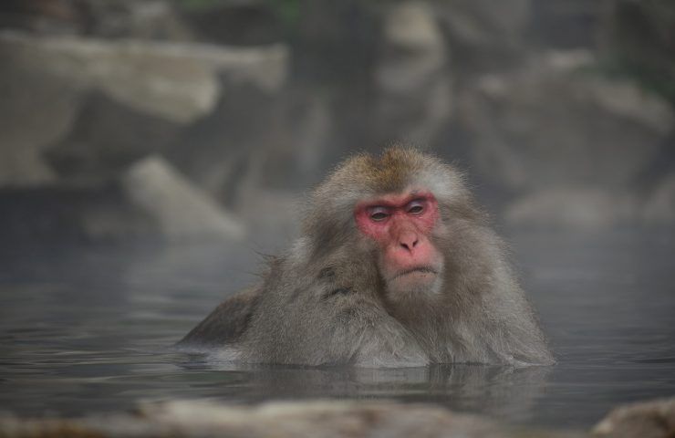 come pescano i macachi giapponesi