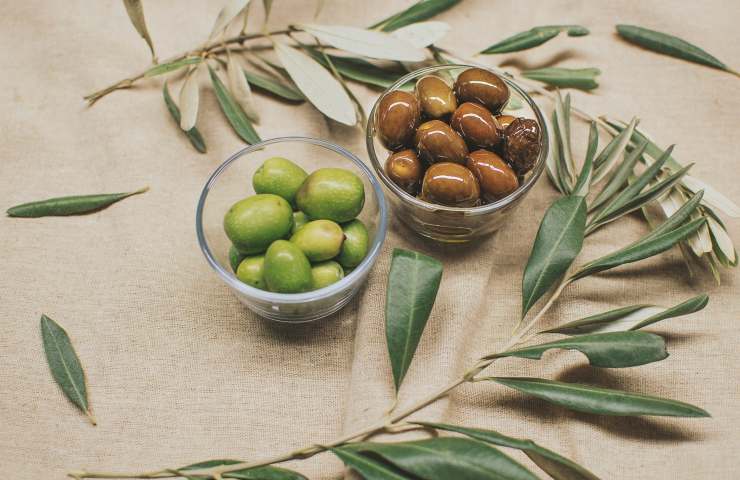 Gatti consumano olive 