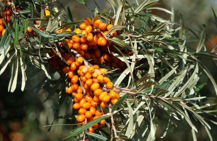 Piante per sfamare uccellini 