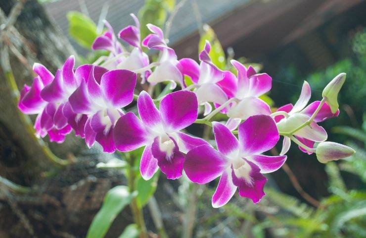 prevenzione muffa orchidea