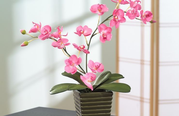 cure orchidea riposo vegetativo