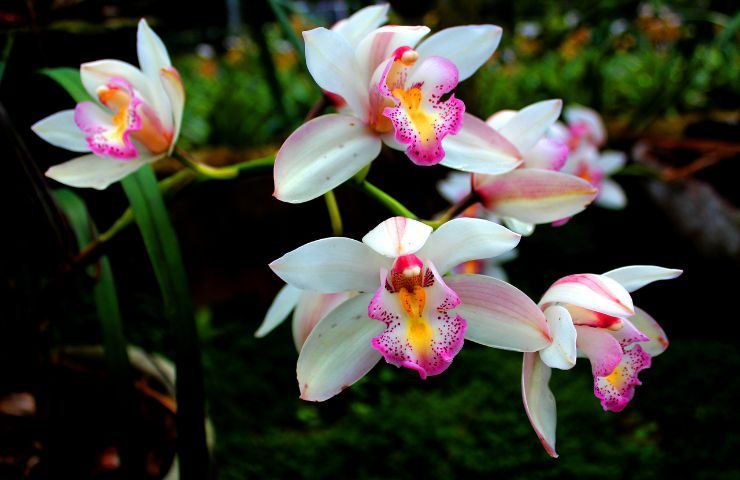 soluzioni muffe orchidee