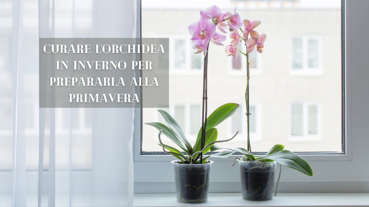 curare orchidea inverno