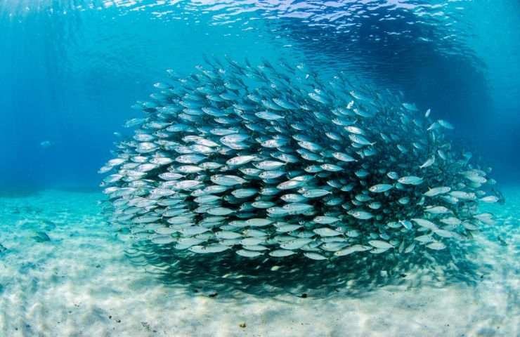 dimensioni pesci cambiamenti climatici