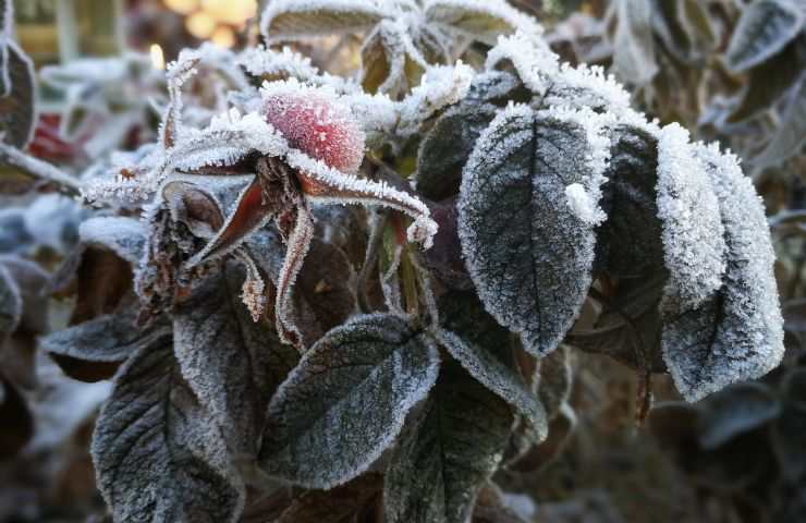 proteggere pianta congelamento