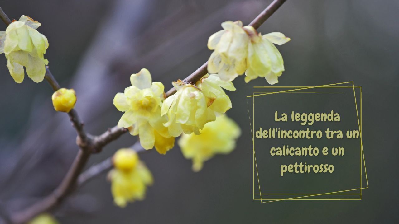 leggenda calicanto pettirosso