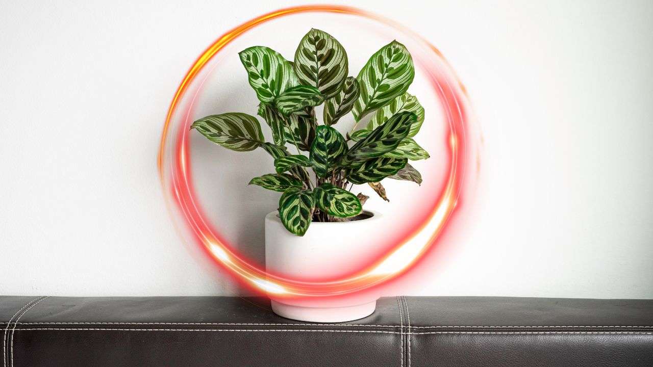 piante si muovono notte