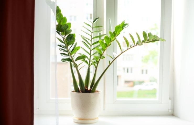 segnali malessere pianta Zamioculcas