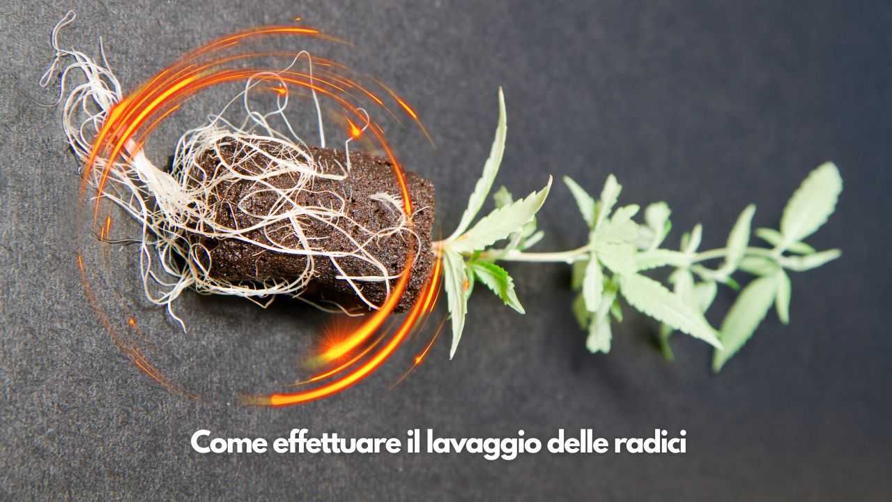 pulire radici piante