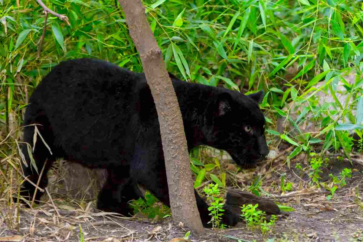 Quanto è raro un giaguaro nero e quale dettaglio lo contraddistingue