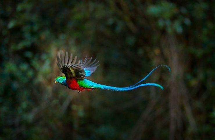 quetzal splendente uccello America