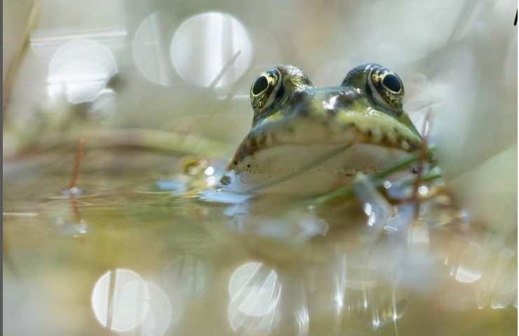 Rana bollita 