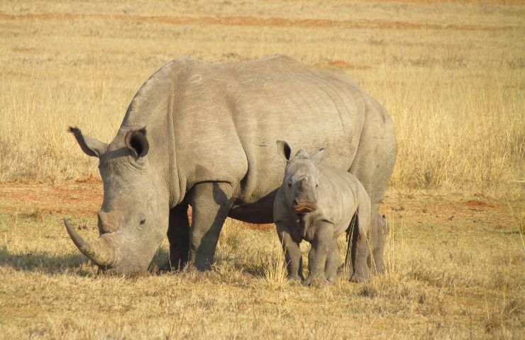 rinoceronte ripopolamento Africa