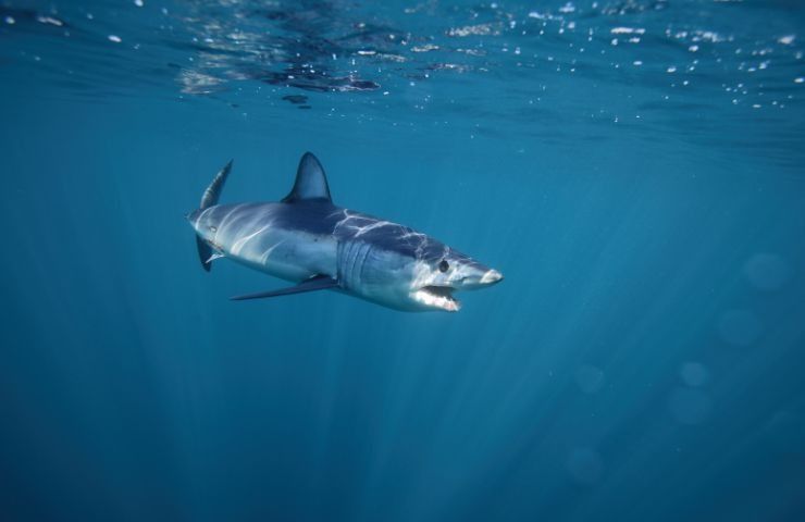 mappatura DNA squali
