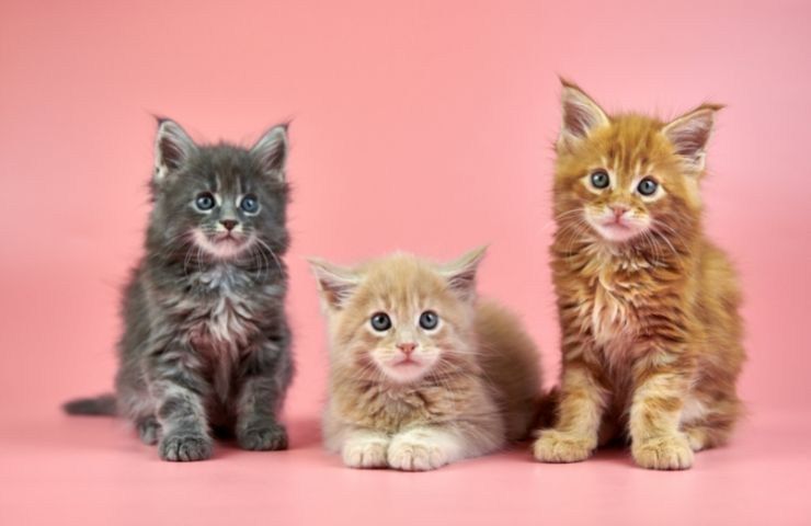 colore manto gatti caratteri