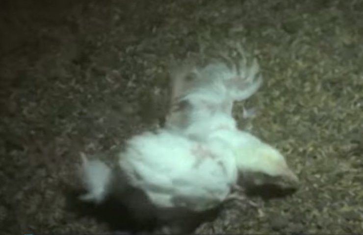polli uccisi Fileni