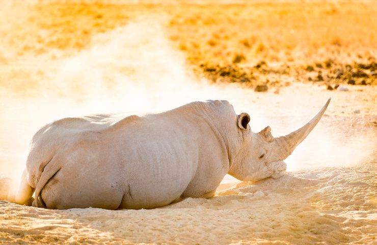 salvezza rinoceronte bianco