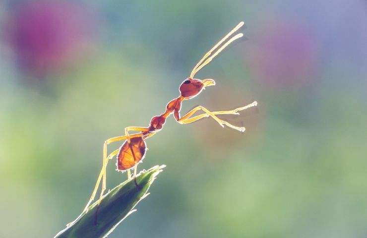 formiche riconoscono tumore
