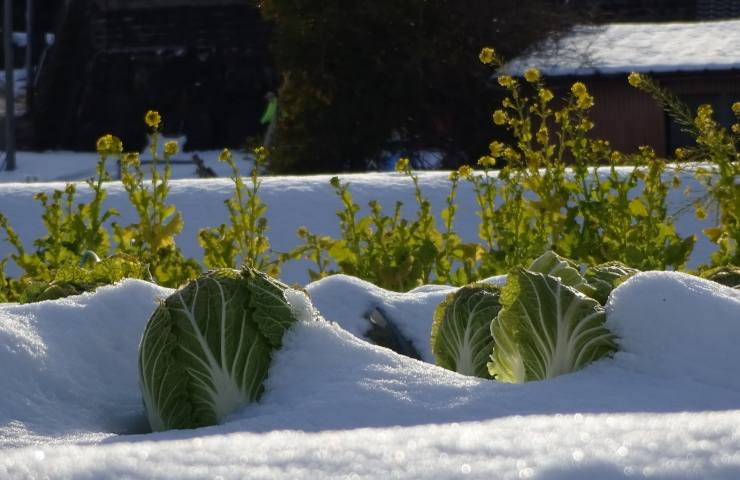 proteggere orto mesi invernali