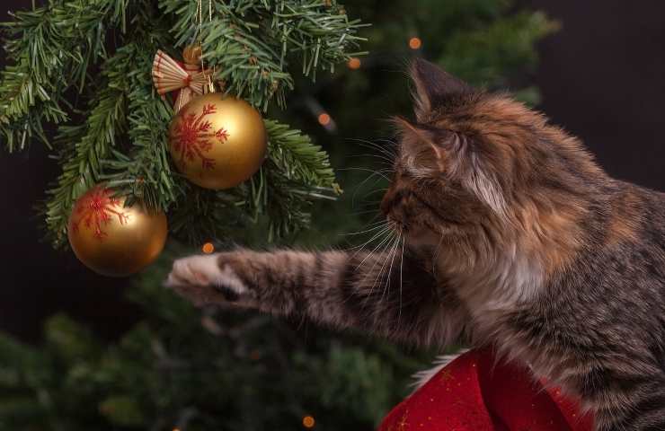 quando smontare l'albero? scopriamolo 