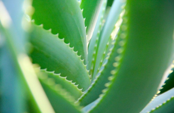 Aloe vera pianta