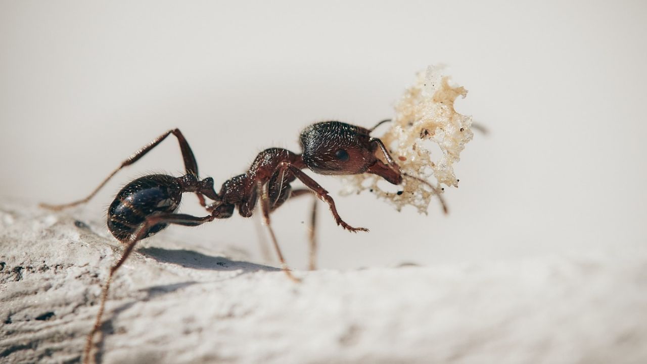 formiche superforza quanto possono trasportare inimmaginabile numero