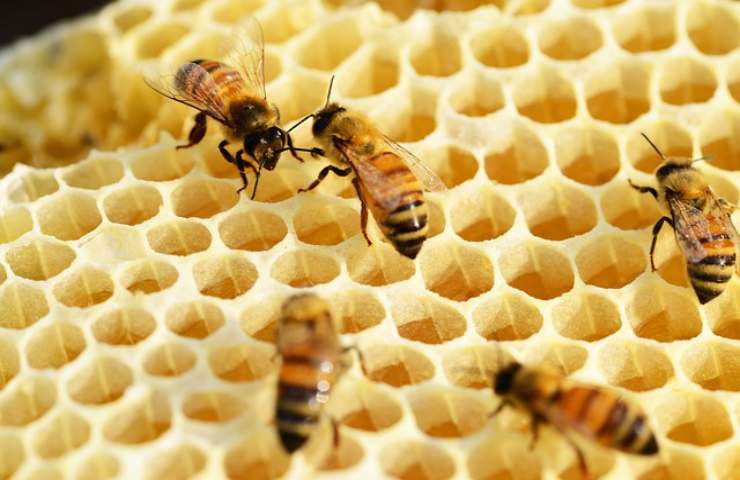 vaccino api approvato stati uniti